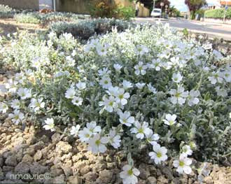 Oreille cotonneuse