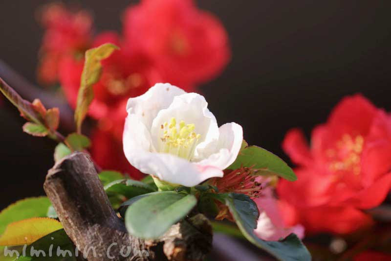 ボケ 木瓜 の花言葉 誕生花 源平咲分けのボケの花の写真 みみみんブログ