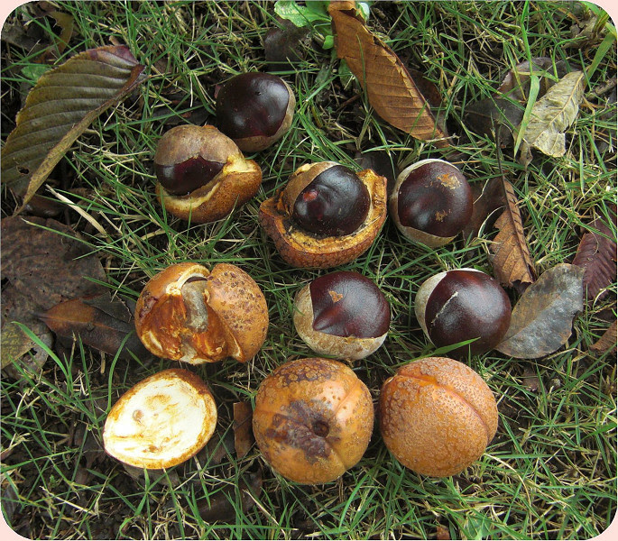 栃の木の実 ですが食べられるそうです あそび心
