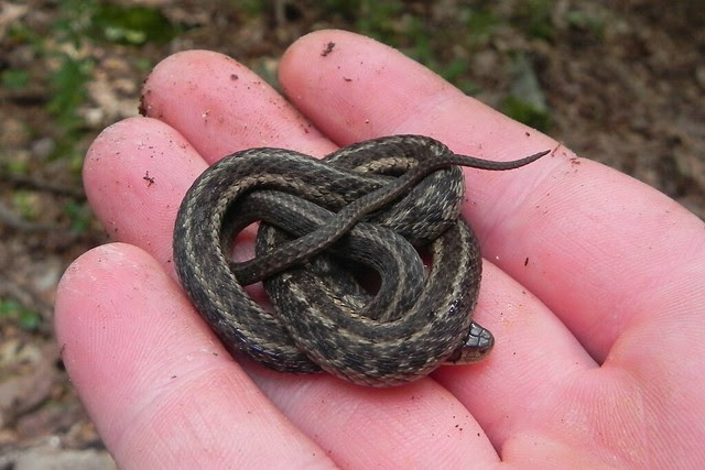 Pretzel Snake!