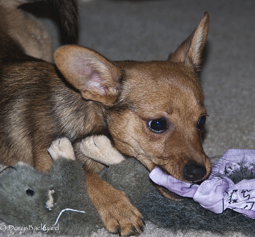 Bandana Shoot 20120609