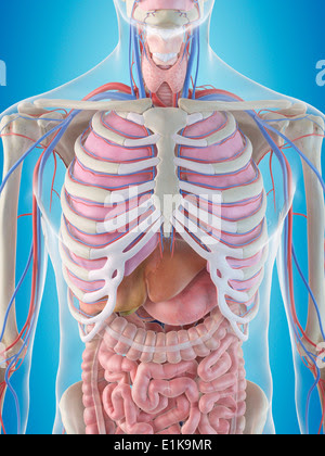 Human ribcage and internal organs, illustration Stock ...