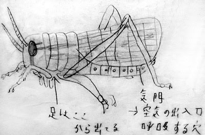 昆虫の観察／２年理科『生物』／takaの授業記録2000