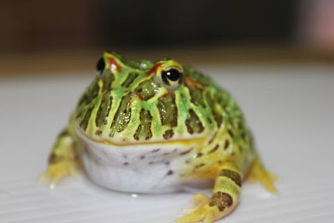 カエル飼いたいなぁ なまこライフ ブログ版