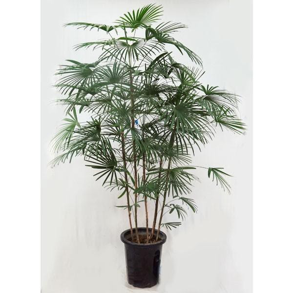 雲南シュロチク 観葉植物 雲南棕櫚竹 観葉植物 ウンナンシュロチク 雲南棕櫚竹 P100 インテリアグリーンのポトス 10号a 大型商品260
