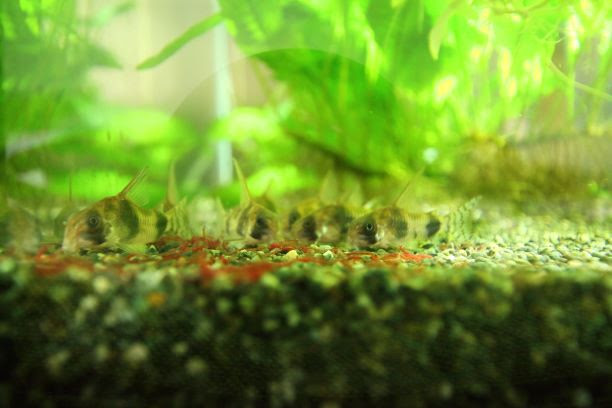 1kの１人暮らしで熱帯魚を飼育するのに必要なものと初期費用 気楽にコリドラス