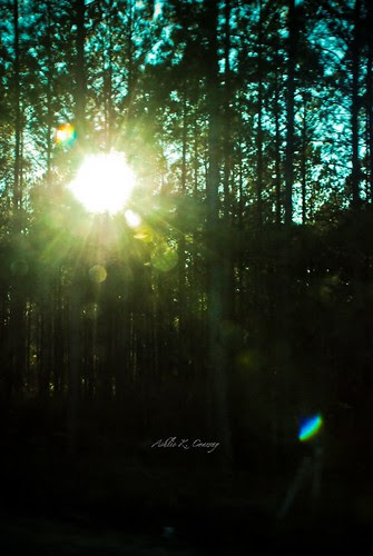 Sunlight through the woods