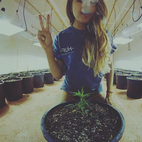 James Vath On Twitter Work Life Balance Weed Pot Ganja