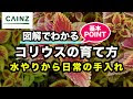 画像 コリウス 寄せ 植え 346430-コリウス 寄せ植え 相性