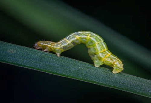 ナスに付くイモムシ 害虫 の駆除方法 農薬はなにがいい 幼虫の教科書