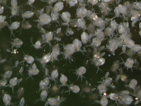 タマミジンコの殖やし方 餌としての培養方法