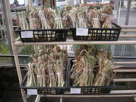 葉ネギ 地植えの育て方 香味野菜の育て方 栽培と簡単レシピ