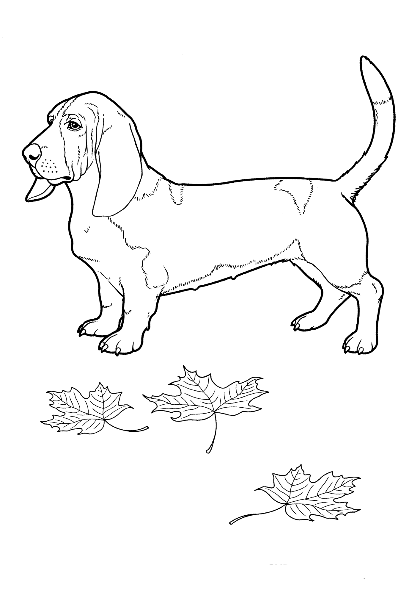 Download Coloring page - Basset Hound