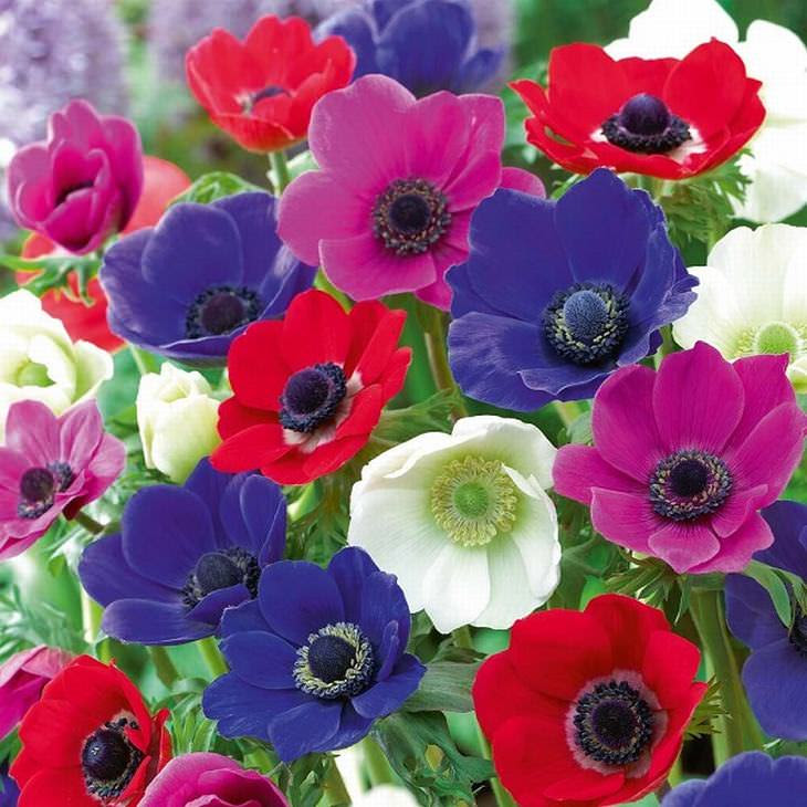 o significado das flores