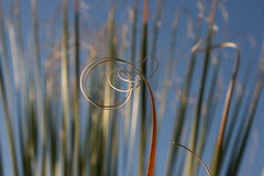 phoenix botanical gardens 17