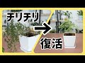 √1000以上 観葉植物 葉が枯れる 273100