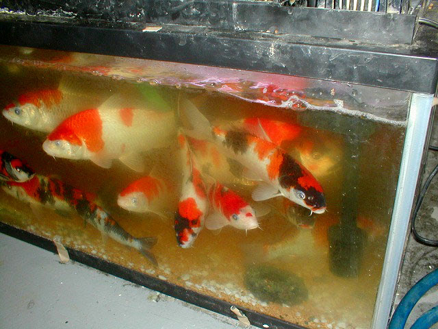 錦鯉水槽写真館 錦鯉飼育サイト コイパーク Koipark