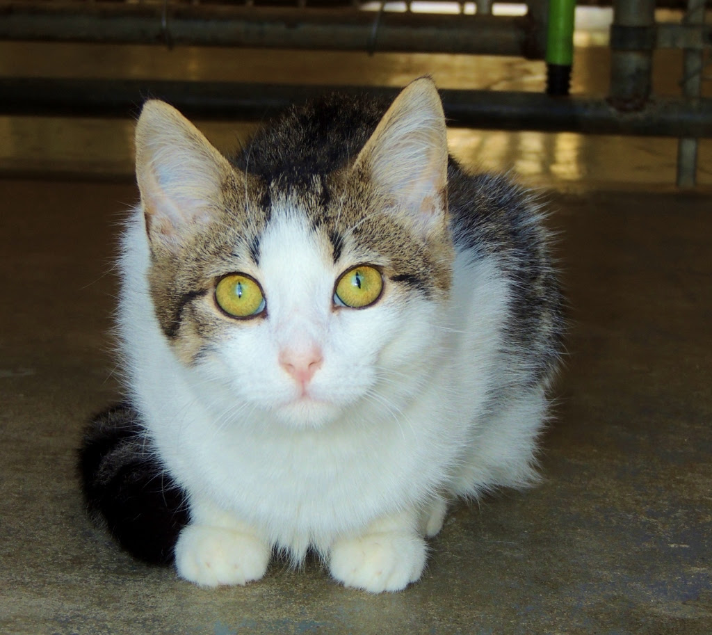 Adoptable Dogs and Cats at Petsmart Saturday, October 11 ...
