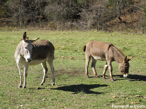 Rolling donkeys (2) - FarmgirlFare.com