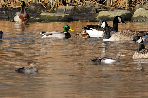 common hooded merganser