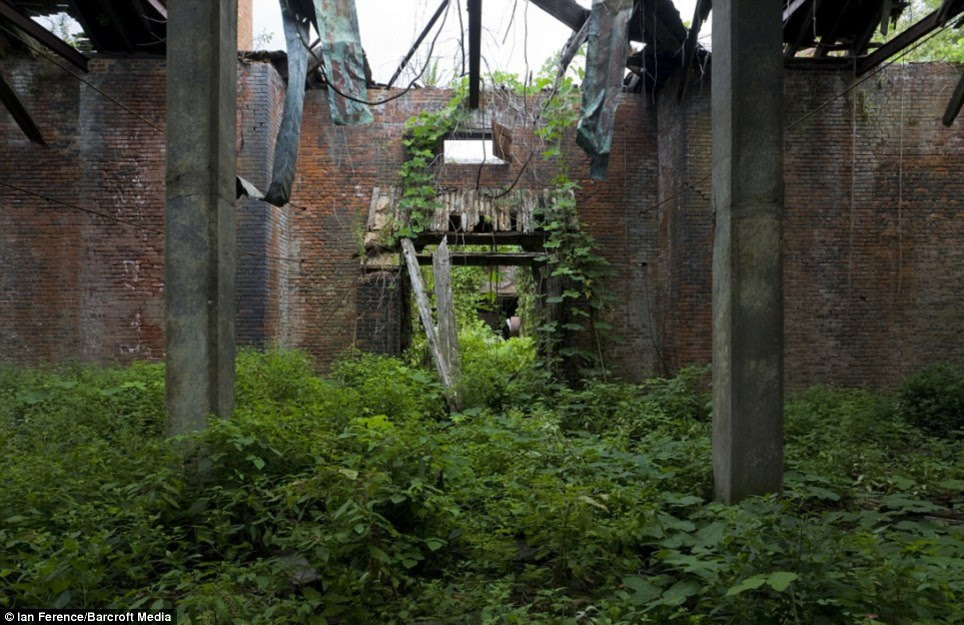 Overgrown: The hospital and school now house vegetation and broken furniture - and act as a bird sanctuary
