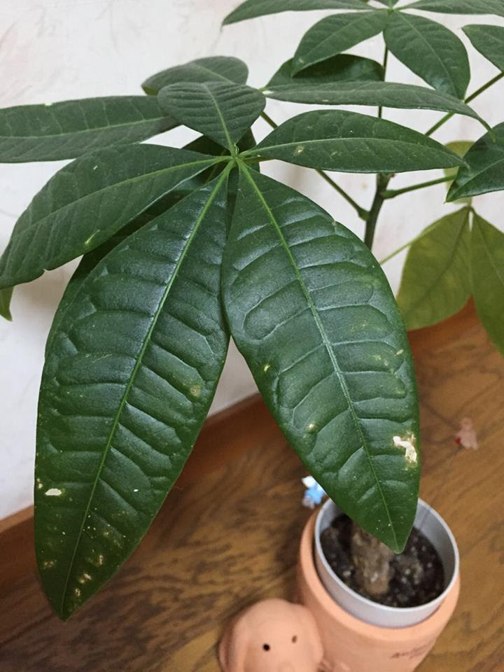 観葉植物にもプチ シュシュを パキラ ｍｎｋ園芸ブログ
