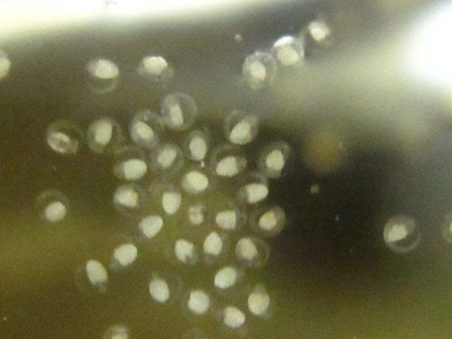 ベタの繁殖方法
