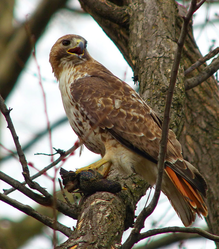 Male red tail with starling