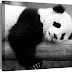 Panda Bilder : Grosser Panda Stock Fotos Und Bilder Getty Images - We did not find results for: