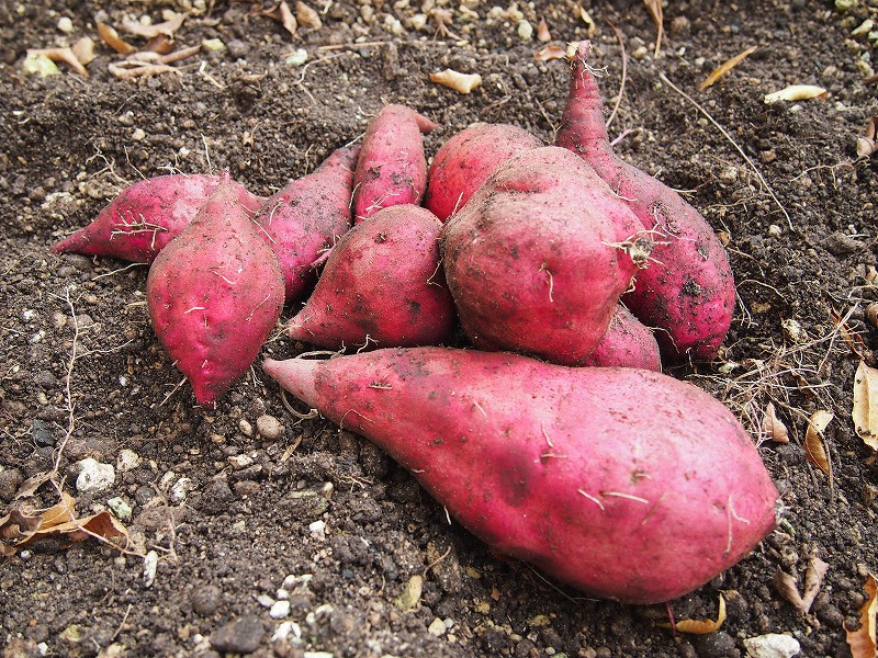今が食べ頃 春に植える根菜 さつまいも Polzine ポルジン