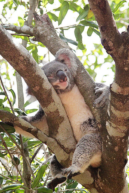 AustraliaZoo4