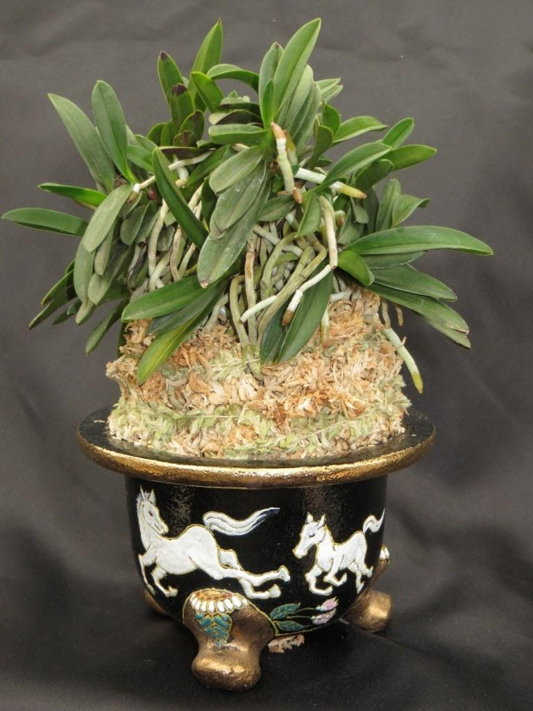 Neofinetia falcata Care Sheet - New World Orchids