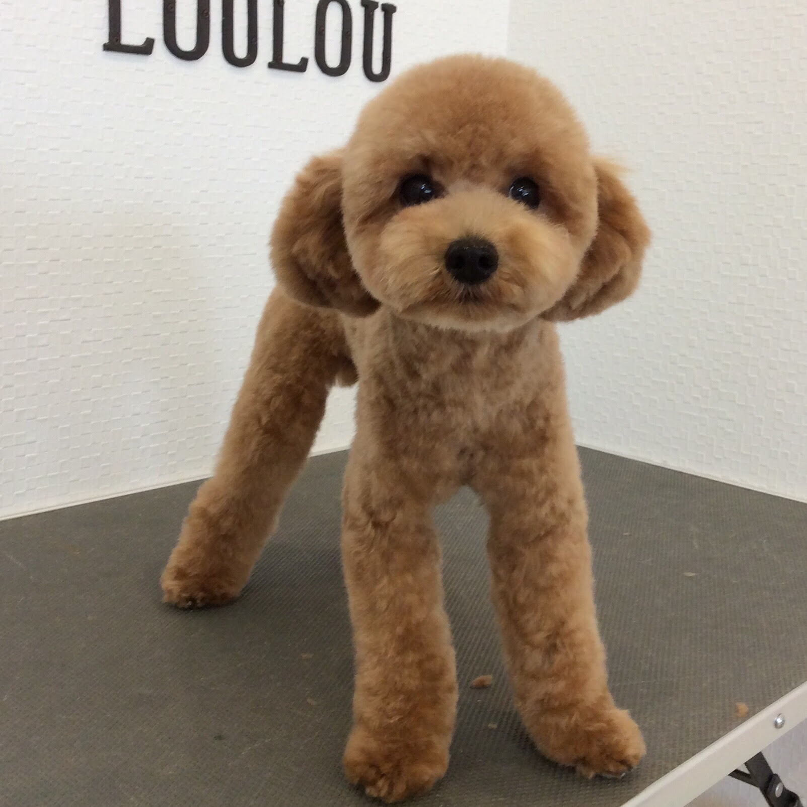 トイプードル ペロちゃん テディベアカット 相模原市緑区東橋本 トリミングサロン Loulou