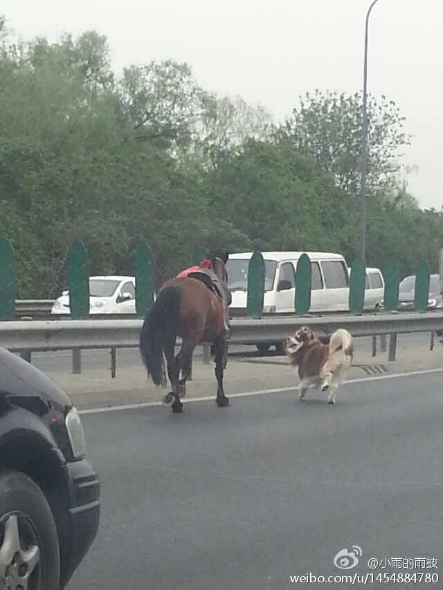 Kuda dan anjing berlari.