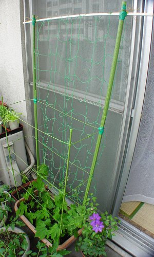 むらさんのたいくつな日々 ゴーヤの支柱立て