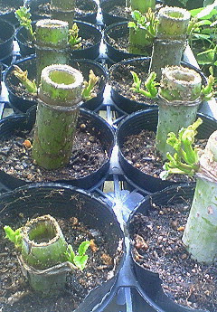 皇帝 ダリア の 育て 方 Article