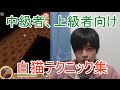 [最も選択された] 白猫 初心者 やること 288401-白猫 初心者 やること