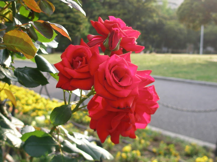 バラ花散歩