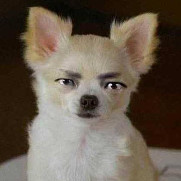 実写版イケメン犬 犬へのボケ ボケて Bokete