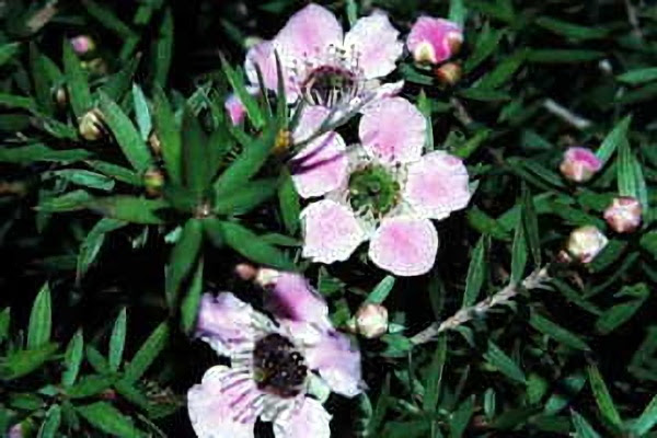 １月２８日 レプトスペルマム Leptospermum Scoparium ３６６日への旅 誕生花編 今日は誕生花