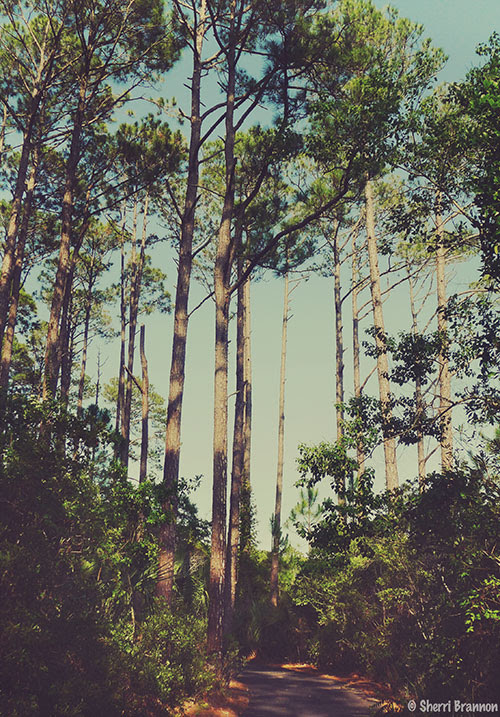 Tall trees