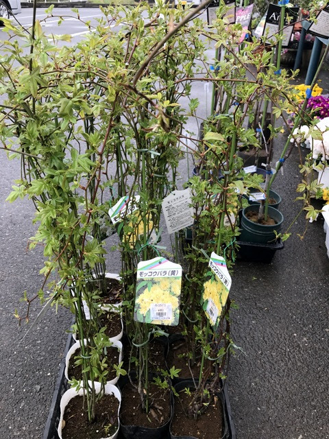 知多半島阿久比町 福住園芸 観葉植物 花 苗 種 用品販売 カルチャー教室とレンタルスペース ﾓｯｺｳﾊﾞﾗ