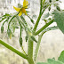 Tomato Flower Male And Female Parts : Flowers have male parts called stamens that produce a sticky.