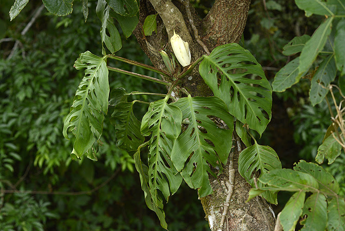 Monstera adansonii var. laniata