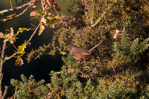 Dartford Warbler/Sylvia undata/オナガムシクイ