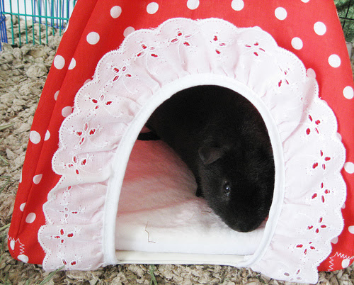 agentcannonballintenthideout