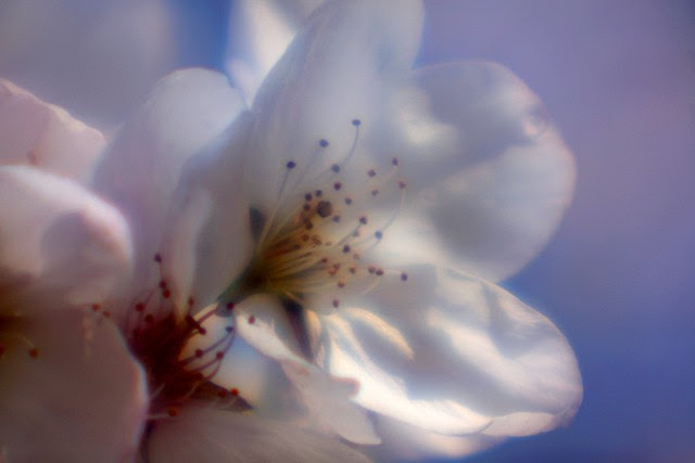 cherry tree, soft focus
