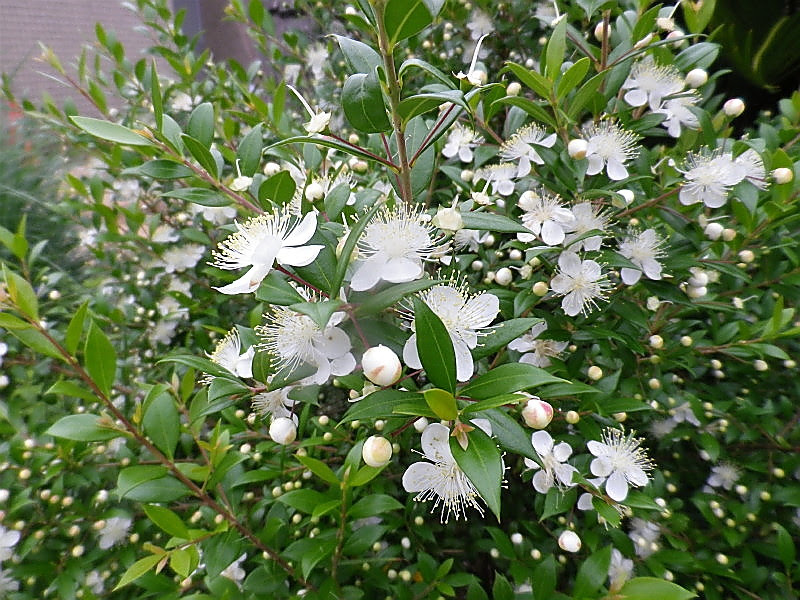 常盤公園に咲く白い細かい花
