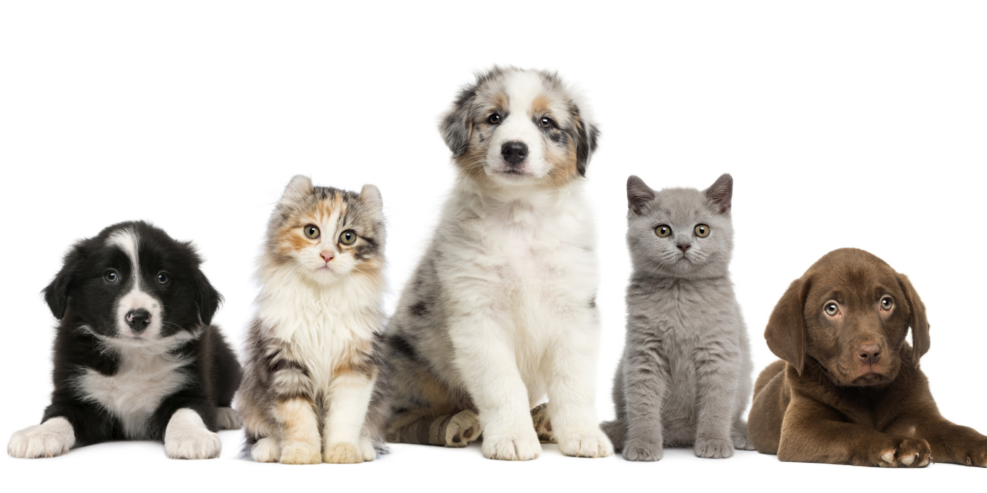 12 Incredible Pet-Positive New Year's Resolutions for 2016 ...
