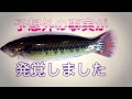 √70以上 ベラ 魚 食べ方 327810-ベラ 魚 食べ方